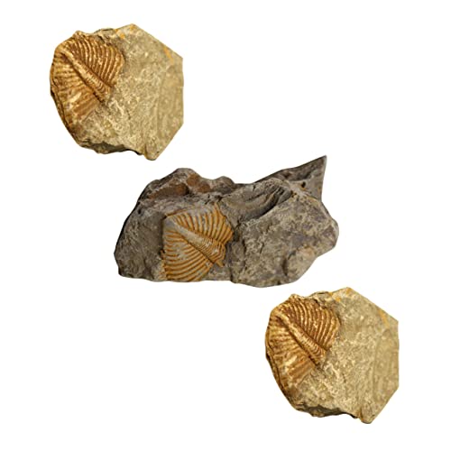 PartyKindom 3st Trilobiten- Wissenschaft Fossilien Fossilien-ausgrabungsset Fossilien Lehren Requisiten Paläontologische Verzierung Lehrmittel Fossile Probe Rock'n'roll Student Sammlung von PartyKindom