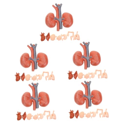 PartyKindom 5 Sätze Menschliches Organmodell Magnetmodell Requisiten Für Den Anatomischen Unterricht Geschirr Modell Band Werkzeug Künstliches Organmodell Orgelprobe Pvc 8 Stück * 5 PartyKindom 5 Sätze Menschliches Organmodell Magnetmodell Requisiten Für Den Anatomischen Unterricht Geschirr Modell Band Werkzeug Künstliches Organmodell Orgelprobe Pvc 8 Stück * 5 von PartyKindom