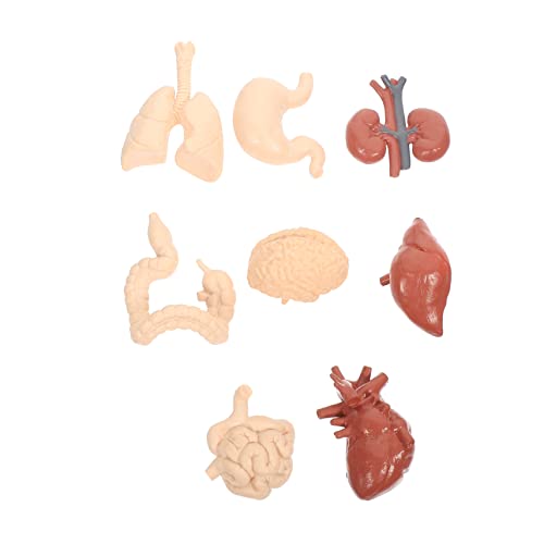 5 Sätze Menschliches inneres Organmodell geschenke für kinder kindergeschenke Anatomiemodelle menschliche Leber Spielzeuge Kinderspielzeug Lehrmodell für Orgeln Modell der Organe von PartyKindom