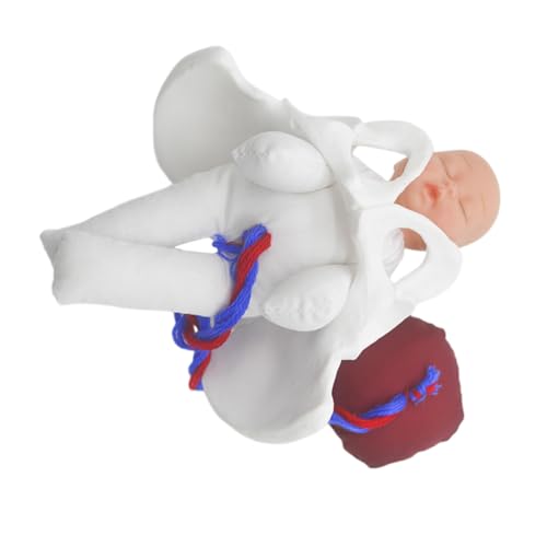 PartyKindom Anatomisches Beckenmodell Geburtssimulator mit Fötus Nabelschnur Plazenta für Pränatale Ausbildung Hebammen Training Kompakt Leicht Tragbar und Leicht zu Reinigen von PartyKindom