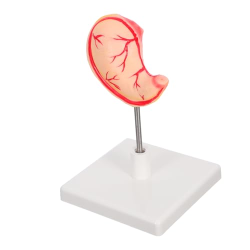 PartyKindom Anatomisches Menschliches Magenmodell Detailliertes Stomach Display Model Robustes Lehrmodell für Medizinische Ausbildung und Präzise Nachbildung zur Effektiven Anatomievermittlung von PartyKindom
