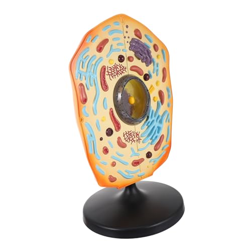 PartyKindom Anatomisches Tierzellenmodell Lehrmittel Realistisches Animal Cell Model für Schule Biologieunterricht Anschauliches Lernmodell für Schüler und Lehrer von PartyKindom