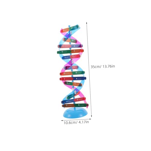 PartyKindom DNA Modell Bausatz Doppelhelix Struktur Langlebiges Pädagogisches Lehrmittel für Interaktiven Biologieunterricht Anschauliches Genetik Lernspielzeug für Schüler und Wissenschaft PartyKindom DNA Modell Bausatz Doppelhelix Struktur Langlebiges Pädagogisches Lehrmittel für Interaktiven Biologieunterricht Anschauliches Genetik Lernspielzeug für Schüler und Wissenschaft von PartyKindom