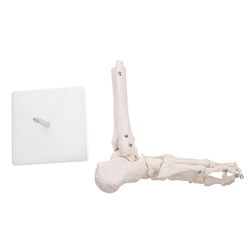 Modell des Fußgelenks Anatomisches PVC-Modell anatomischer Unterricht Modelle PVC-Fußknochenmodell menschliches Skelettmodell aus Kunststoff menschlicher Körper Kunststofffüße Weiß von PartyKindom