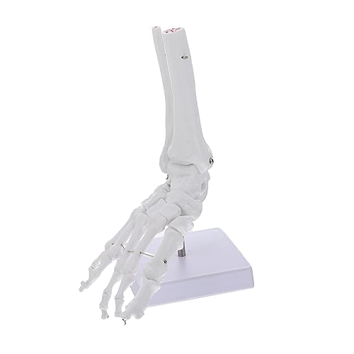 Menschlicher Knöchel unterricht Lehrmittel für Arztpraxen anatomisches Handmodell Modelle menschliches Skelettmodell aus Kunststoff plastisches anatomisches Modell Base Fußmodell von PartyKindom