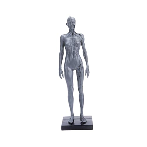 PartyKindom Modelle bastelsachen menschliche Körperstütze Menschliches Muskelmodell Modell des menschlichen Körpers medizinisch Kunsthandwerk Schimmel Säule von PartyKindom