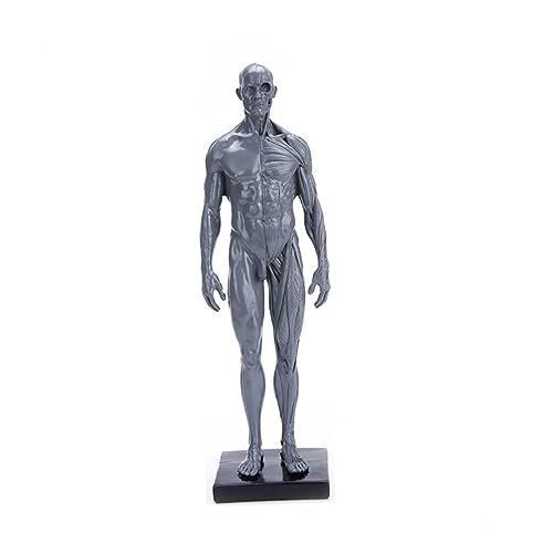 PartyKindom Modelle Muskelstrukturmodell Biologie Demonstrationsmodell männliches Modell anatomisches Modell Körper Kunsthandwerk von PartyKindom