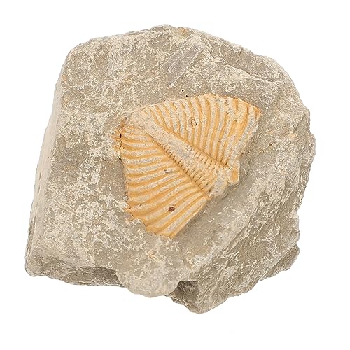 PartyKindom Trilobiten- Trilobiten-sammlung Uralte Kreatur Auto - Exemplare Modell Trilobiten-knochenstatue Statuendekor Fernglas Wissenschaft Trilobiten-skelett-display Advent PartyKindom Trilobiten- Trilobiten-sammlung Uralte Kreatur Auto - Exemplare Modell Trilobiten-knochenstatue Statuendekor Fernglas Wissenschaft Trilobiten-skelett-display Advent von PartyKindom