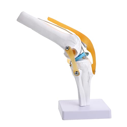 PartyKindom Kniegelenk Menschliche Anatomie Realistisch Für Flexibles Kabel von PartyKindom