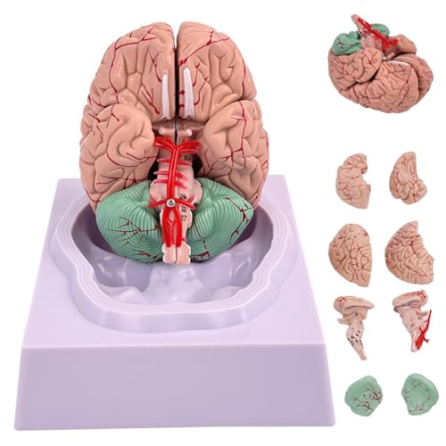 Gehirnmodell menschliches Gehirn 8-teiliges Modell von 32 Digitale Identifikatoren Lebensgröße menschliche Anatomie für wissenschaftliche Klassenzimmerstudienausstellungen Unterricht medizinisch, Wei Gehirnmodell menschliches Gehirn 8-teiliges Modell von 32 Digitale Identifikatoren Lebensgröße menschliche Anatomie für wissenschaftliche Klassenzimmerstudienausstellungen Unterricht medizinisch, Wei von Pastoralist