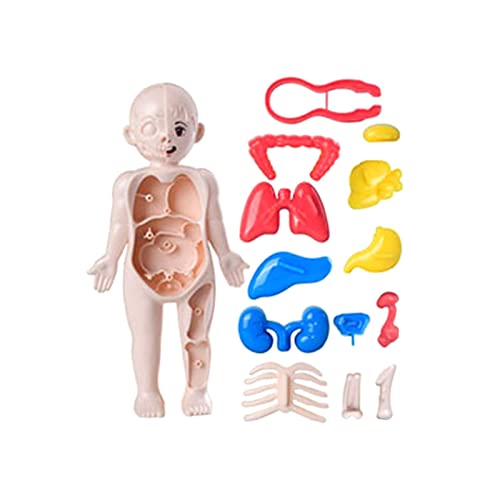 Perfeclan Anatomie Spielzeug für den menschlichen Körper - Interaktives Lernspielzeug für zu Hause von Perfeclan