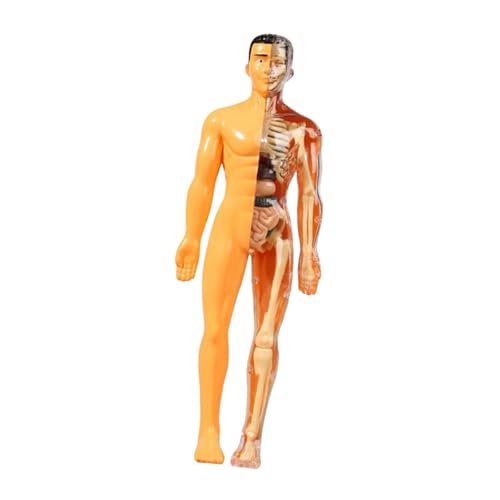 Perfeclan Human Body Model Lehre Supplies Education Tool Display Demonstration Tool Körper Organteile für Kinder Homeschool im Alter 8+, Transluzenz von Perfeclan