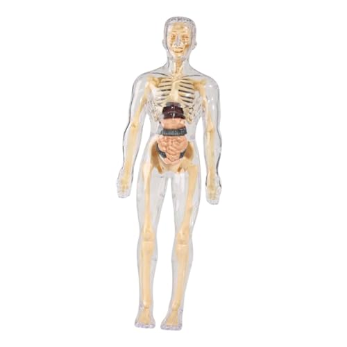 Perfeclan Human Body Model Lehre Supplies Education Tool Display Demonstration Tool Körper Organteile für Kinder Homeschool im Alter 8+, Voll Transparent von Perfeclan