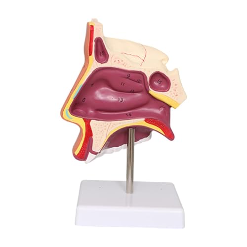 Perfeclan Human Nasenhöhle Demonstrationsmodell Unterricht Angebotstraining Organ Strukturmodell für Teenager Schulkinder Bürospielzeug Spielzeug Perfeclan Human Nasenhöhle Demonstrationsmodell Unterricht Angebotstraining Organ Strukturmodell für Teenager Schulkinder Bürospielzeug Spielzeug von Perfeclan