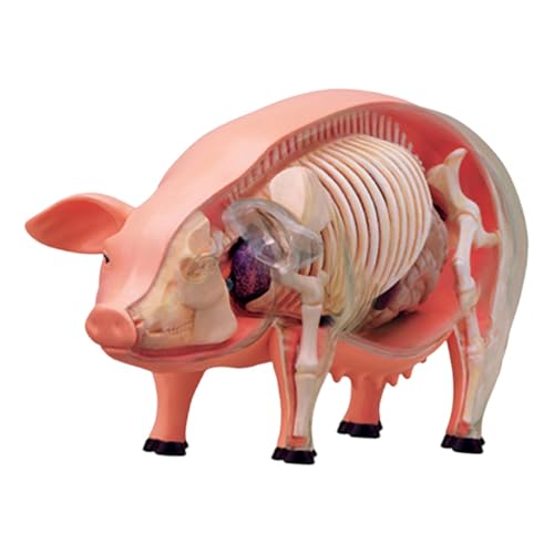 Perfeclan -Schweine-Seziermodell, pädagogisches Lehrmittel, Display, Geschenk, Wissenschaftsmodell, DIY, pädagogisches Spielzeug für Jungen und Mädchen, von Perfeclan