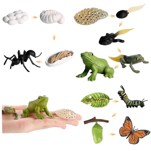 Pesoncarl 3 Set Life Cycle Toys für Kinder, Frosch -Ameisen -Butterfly -Lebenszyklus -Kit, Plastiktierfiguren, Frühes Projekt Spielzeug für Bildungswissenschaften für Geschenke Pesoncarl 3 Set Life Cycle Toys für Kinder, Frosch -Ameisen -Butterfly -Lebenszyklus -Kit, Plastiktierfiguren, Frühes Projekt Spielzeug für Bildungswissenschaften für Geschenke von Pesoncarl