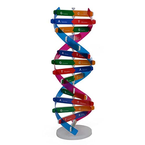 Pesoncarl Kinder DNA -Modell DNA -Doppel -Spiralmodell wissenschaftliche Bildungskomponenten für Unterrichtsinstrumente, Spielzeug Pesoncarl Kinder DNA -Modell DNA -Doppel -Spiralmodell wissenschaftliche Bildungskomponenten für Unterrichtsinstrumente, Spielzeug von Pesoncarl