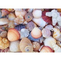 All the Shells 1000-Piece Jigsaw Puzzle von Peter Pauper Press