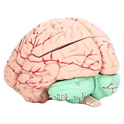 Gehirnmodell für, Anatomie -Schimmel des Bildungshirns mit Lernkarte, PVC -Material, Schulhausgebrauch von Phefop