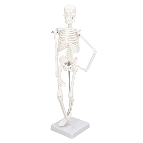 Mini Abnehmbares Skelettmodell mit Realistischer Bewegung für eine Detaillierte Skelettstudie: PVC -Material für Chiropraktik und Physiotherapeuten Mini Abnehmbares Skelettmodell mit Realistischer Bewegung für eine Detaillierte Skelettstudie: PVC -Material für Chiropraktik und Physiotherapeuten von Phefop