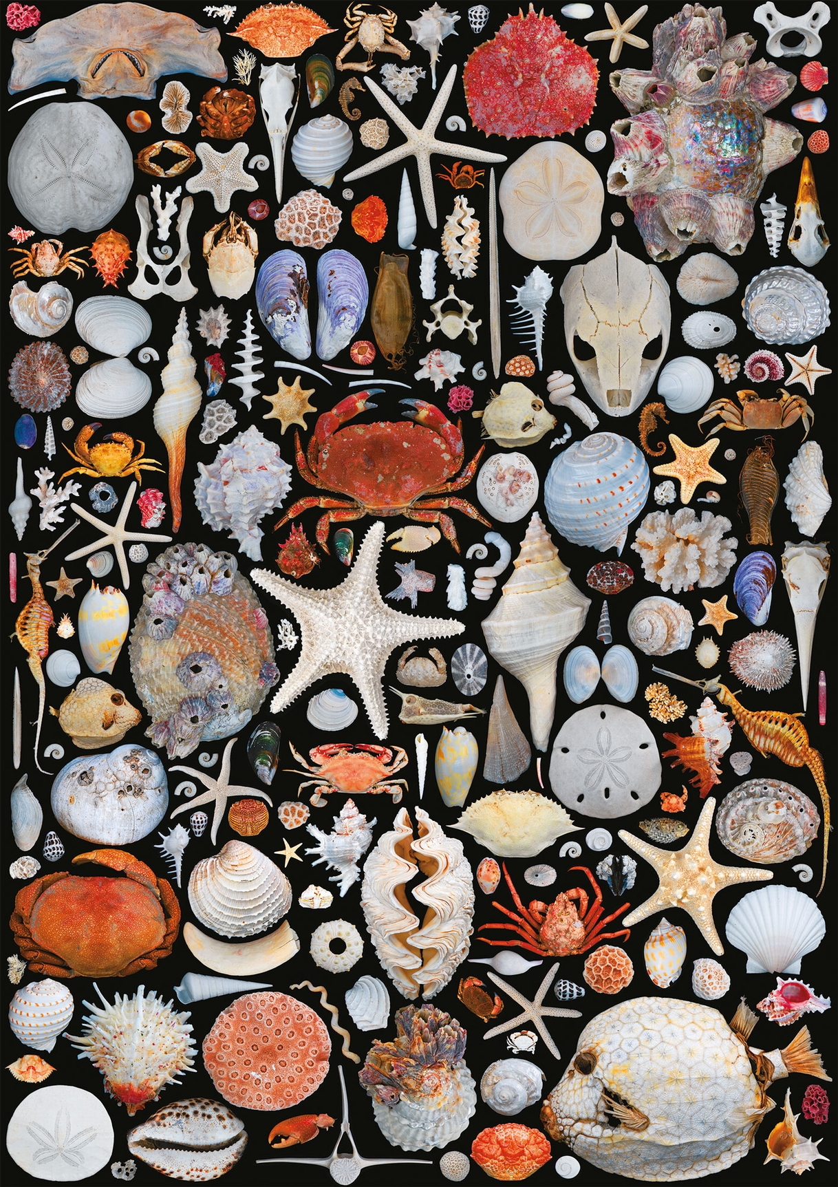 Piatnik COQUILLES 1000 Teile Puzzle Piatnik-5586 von Piatnik