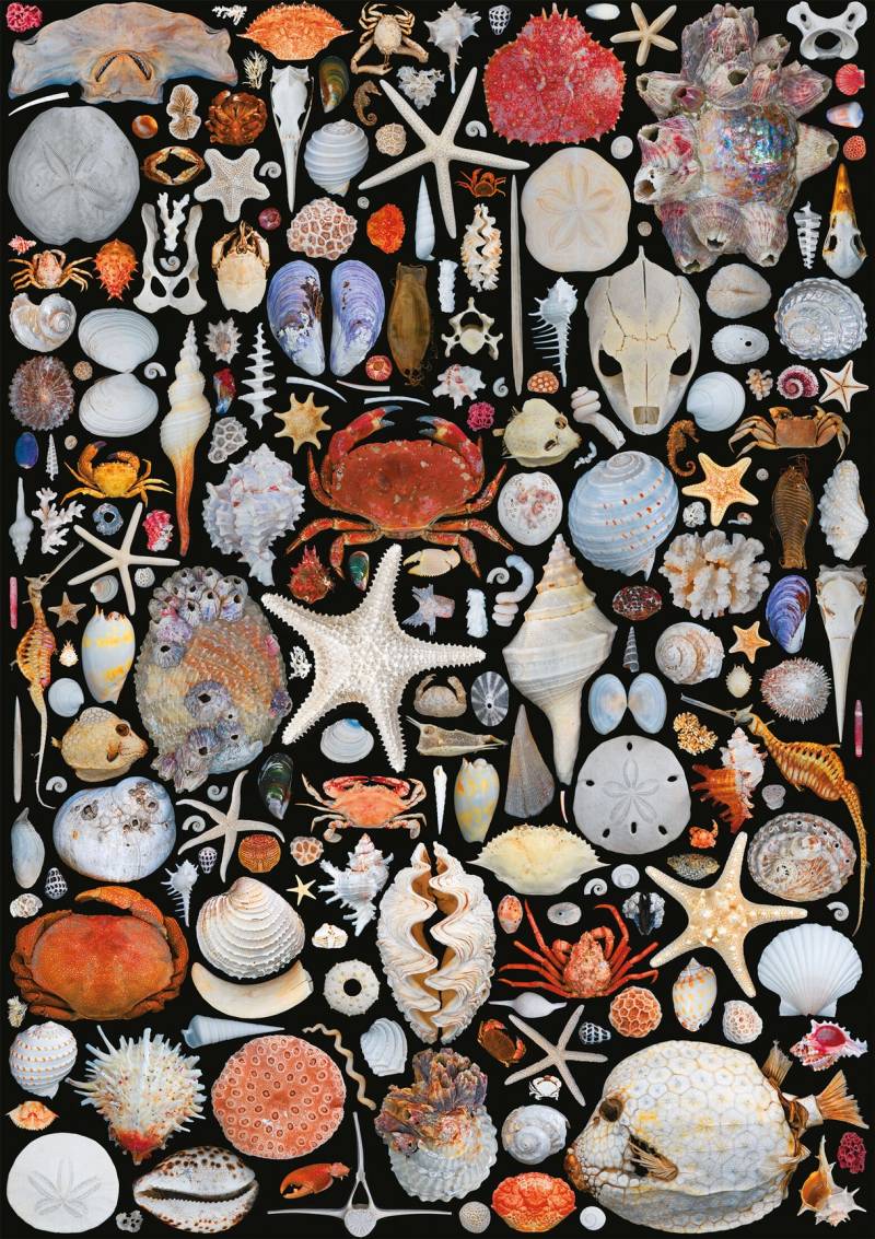 Piatnik COQUILLES 1000 Teile Puzzle Piatnik-5586 von Piatnik