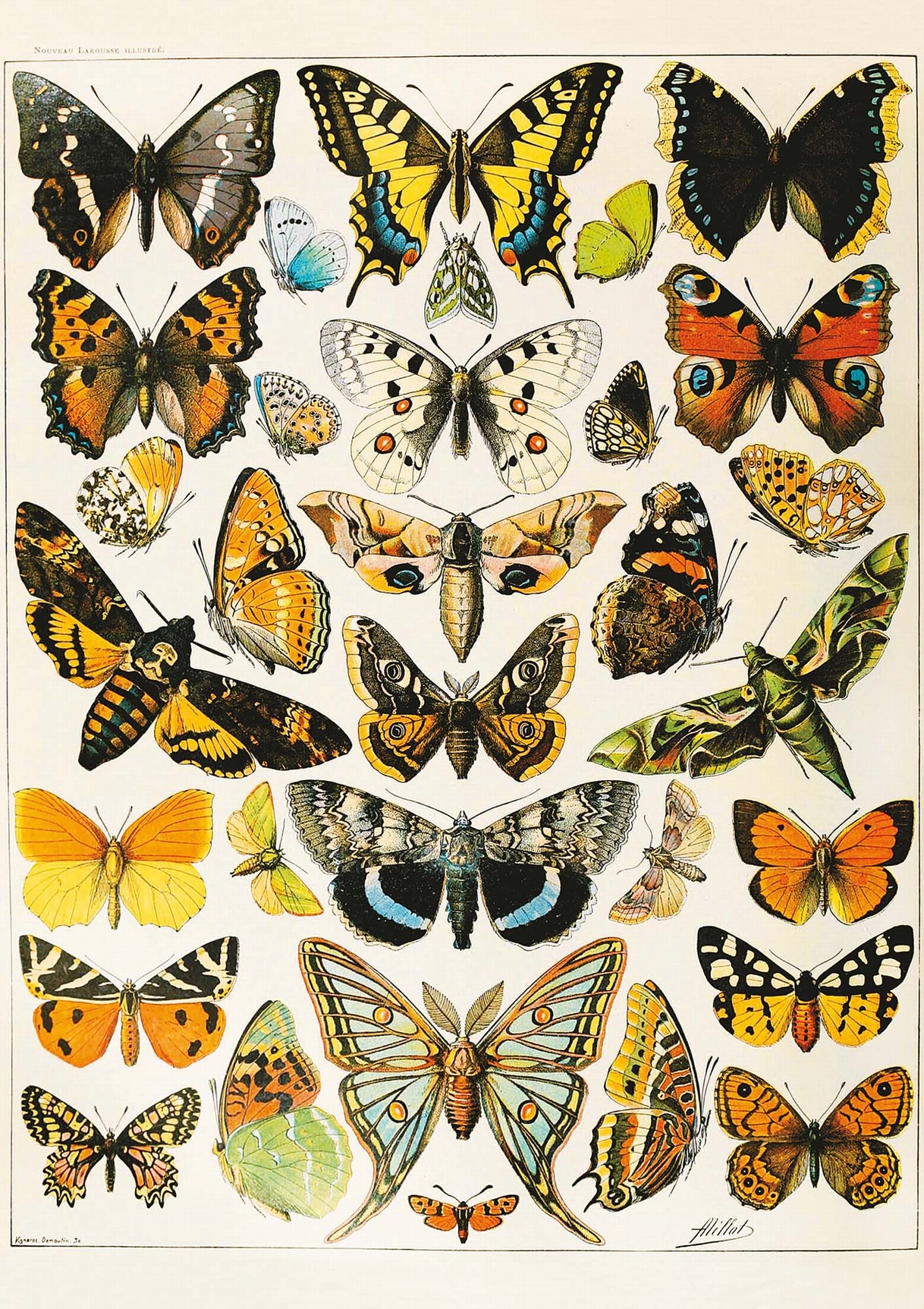 Piatnik Schmetterlinge - Millot 1000 Teile Puzzle Piatnik-5704 Piatnik Schmetterlinge - Millot 1000 Teile Puzzle Piatnik-5704 von Piatnik