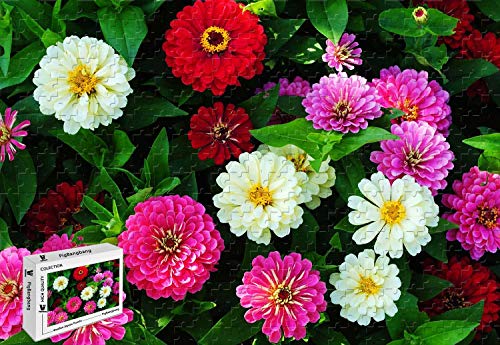PigBangbang, 500 x 39 cm, hochwertiges Lindenholz, große Größe, bunte Zinnien, 500-teiliges Puzzle PigBangbang, 500 x 39 cm, hochwertiges Lindenholz, große Größe, bunte Zinnien, 500-teiliges Puzzle von PigBangbang