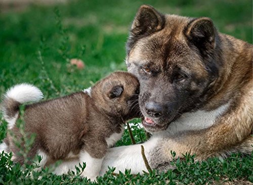 PigBangbang, 500 x 39 cm Premium Lindenholz hell bunte Kunstbilder Puzzle Cartoon 500 Teile Heimdekoration Amerikanischer Akita Hund Mutter Welpe PigBangbang, 500 x 39 cm Premium Lindenholz hell bunte Kunstbilder Puzzle Cartoon 500 Teile Heimdekoration Amerikanischer Akita Hund Mutter Welpe von PigBangbang