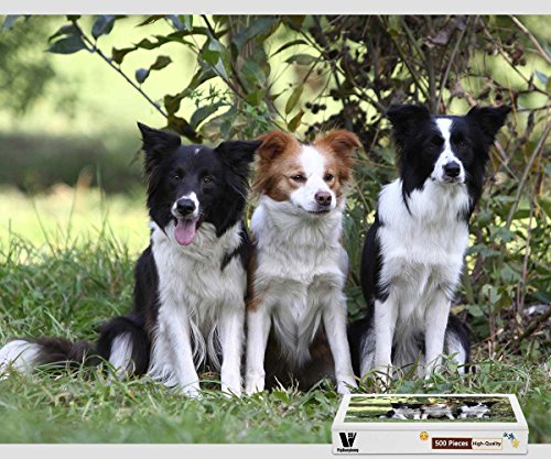 pigbangbang, 52,3 x 38,4 cm, Holz groß Größe – Drei Hunde Border Collie – 500 Stück Puzzle pigbangbang, 52,3 x 38,4 cm, Holz groß Größe – Drei Hunde Border Collie – 500 Stück Puzzle von PigBangbang