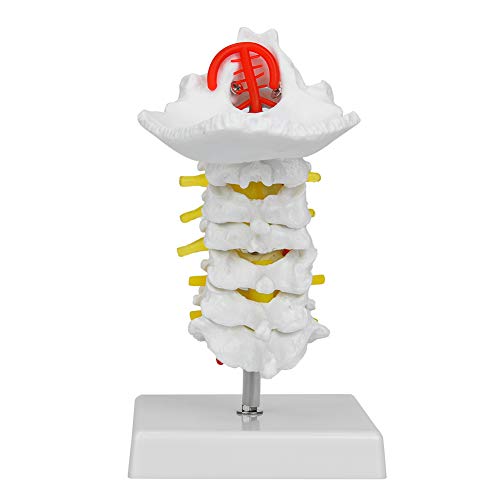 Humaner Halswirbel Wirbelsäulennerven Anatomische Modell Lebensgröße detailliertes Anatomiewissenschaftslabor Lehrmodell für Medizinstudenten Chiropraktiker PVC -Material von Pilipane