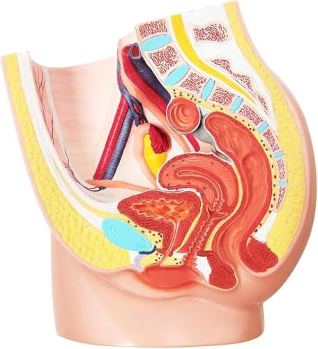 1-teiliges lebensgroßes weibliches Beckenskelettmodell – 2-teiliges reproduktives Anatomiemodell for Ausbildung und Training im Gesundheitswesen von PpeiliL