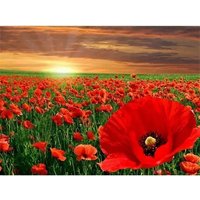 PRACHT Diamond Painting Mohnblumen 40x30cm von Pracht Creatives Hobby GmbH