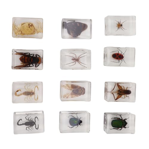 12 Stück echte Käfer-Exemplare aus transparentem Kunstharz, Wissenschaft, Bildung, Klassenzimmer, Tischdekoration, Insektensammlung für Kinder von Pssopp