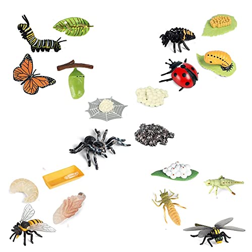 Puooifrty Lebenszyklus-Figuren von Schmetterling, Spinne, Biene, Marienkäfer, Libelle, Kunststoff-Insekten-Käfer-Figuren, Spielzeug, Schulprojekt für Kinder von Puooifrty