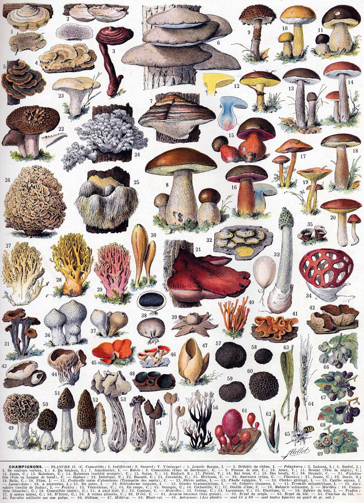 Puzzle Michèle Wilson Handgeschnittenes Holzpuzzle - Mushrooms 250 Teile Puzzle Puzzle-Michele-Wilson-A1092-250 Puzzle Michèle Wilson Handgeschnittenes Holzpuzzle - Mushrooms 250 Teile Puzzle Puzzle-Michele-Wilson-A1092-250 von Puzzle Michèle Wilson