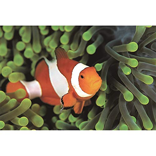 puzzle Clown-Fische In Coral 500-6000 Stücke for Erwachsene Unterwasserwelt Rätsel Geschenk for Familie Freunde Kinder Eltern Verzieren Geschenke 1125 (Color : 6000 Pieces) von Puzzle