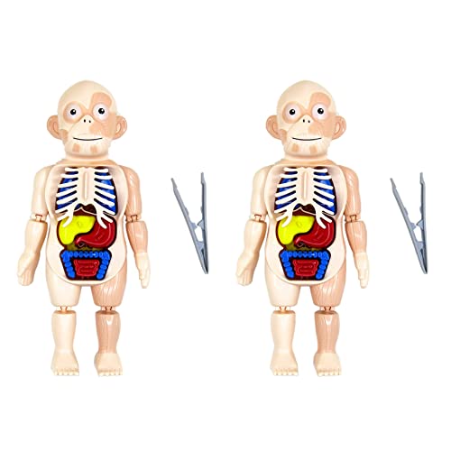 Pyatofly 2X Halloween Menschlicher Körper Anatomie Modell Kunststoff Menschliches Organ Spielzeug von Pyatofly