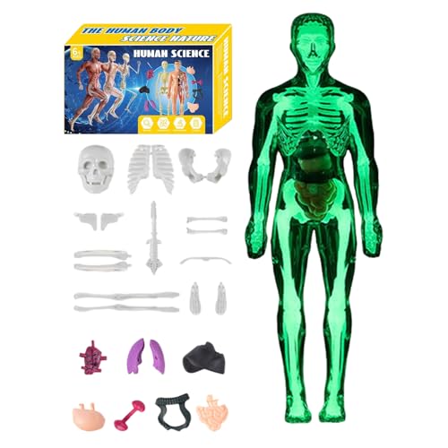3D Human Body Model – Lernanatomie für Kinder & Schüler | Robuste ABS-Konstruktion mit abnehmbaren Organen & Knochen, ideal für Homeschooling, Wissenschaftsunterricht & Projektarbeiten, 3,94×11,22 Zol von Pzuryhg