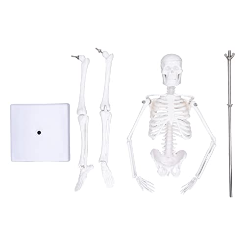 Qanyegn 45 cm Mini -Skelettmodell, kleines menschliches Skelettsystemmodell, PVC menschliche Körperknochenstruktur mit beweglichen Armenbeinen und Ständer Qanyegn 45 cm Mini -Skelettmodell, kleines menschliches Skelettsystemmodell, PVC menschliche Körperknochenstruktur mit beweglichen Armenbeinen und Ständer von QANYEGN