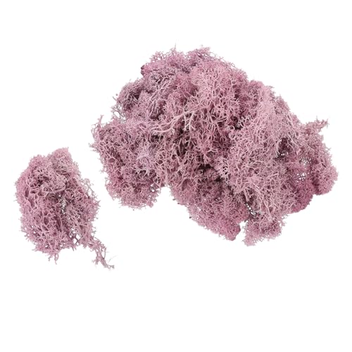 QUMIIRITY 1 Ewige Moos-mikrolandschaft Drinnen Künstlich Sphagnum Getrocknete Moosverzierung Kunsthandwerksvorräte Topfpflanzen Moosverzierung Natürliche Moosdekore Konservierte Blume Violet von QUMIIRITY
