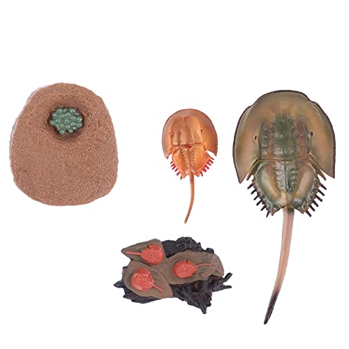 QUMIIRITY 1 Satz Evolution Modell der Pfeilschwanzkrabbe Pädagogisches für Tierfiguren zur des Wissenschaftlichen Verständnisses Dekoration für Lernspiele QUMIIRITY 1 Satz Evolution Modell der Pfeilschwanzkrabbe Pädagogisches für Tierfiguren zur des Wissenschaftlichen Verständnisses Dekoration für Lernspiele von QUMIIRITY