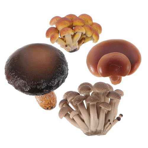 QUMIIRITY 4 Teiliges Set Mit Simuliertem Wachstumszyklus Und Pilzwachstumszyklus Für Die Früherziehung Von Kindern Wissenschaft Und Bildung Spielzeugmodell Pilzmodelle Lehrrequisiten von QUMIIRITY