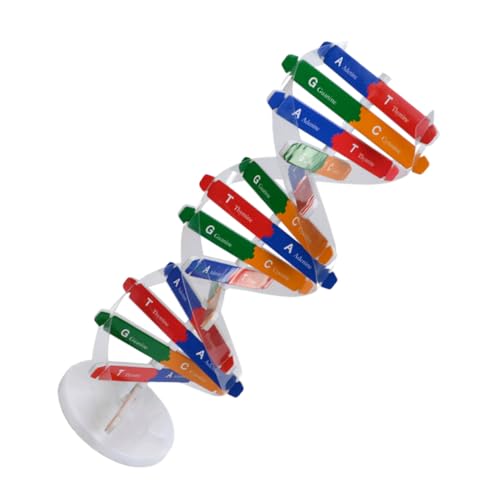 QUMIIRITY DNA Modellbausatz Doppelhelix Selbstbausatz Biologie Lehrmittel für Schüler DIY Wissenschaftsspielzeug mit Adenin Cytosin Guanin Basen Geeignet für Physiologie und Zufällige Farbe von QUMIIRITY