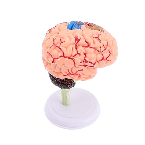 QUMIIRITY Gehirnmodell Anatomie Modell Hirnmodell Für Neurowissenschaftliche Körperkörpermodell Für Kinder von QUMIIRITY
