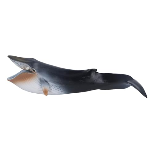 Qcwwy Sea Marine Animal Figur Blue Whale Model Spielzeug, Realistische Exquisite Handgemalte Figur für die Wissenschaftliche Erkenntnis der, Perfektes, 1 Stück Qcwwy Sea Marine Animal Figur Blue Whale Model Spielzeug, Realistische Exquisite Handgemalte Figur für die Wissenschaftliche Erkenntnis der, Perfektes, 1 Stück von Qcwwy