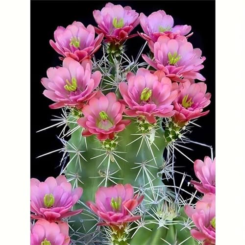 Puzzle 1200 Teile Kaktusblüte, Puzzle Erwachsene 75 x 50 cm, Herausforderndes Rätsel, Puzzlespiele für Die Ganze Familie, Klassische Puzzles für Erwachsene 1200 Teile Puzzle 1200 Teile Kaktusblüte, Puzzle Erwachsene 75 x 50 cm, Herausforderndes Rätsel, Puzzlespiele für Die Ganze Familie, Klassische Puzzles für Erwachsene 1200 Teile von QiHon