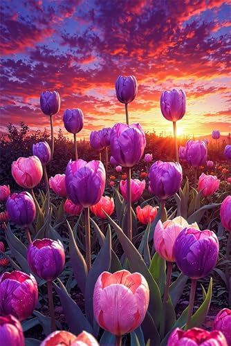 Puzzle 500 Teile Sonnenaufgang Lila Tulpen 52 x 38 cm Puzzles für Erwachsene Herausforderndes Rätsel Lernspiel für Die Ganze Familie Geschenke für Frauen Männer 500 Teile Puzzle von QiHon