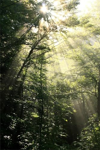 Puzzle 500 Teile Sonnenschein Dschungel 52 x 38 cm Puzzles für Erwachsene Herausforderndes Rätsel Lernspiel für Die Ganze Familie Geschenke für Frauen Männer 500 Teile Puzzle Puzzle 500 Teile Sonnenschein Dschungel 52 x 38 cm Puzzles für Erwachsene Herausforderndes Rätsel Lernspiel für Die Ganze Familie Geschenke für Frauen Männer 500 Teile Puzzle von QiHon