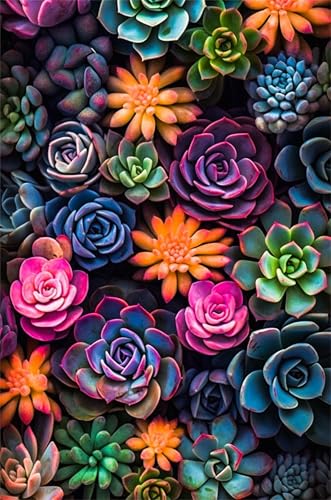 Puzzle 700 Teile Sukkulenten 52 x 38 cm Puzzles für Erwachsene Herausforderndes Rätsel Lernspiel für Die Ganze Familie Geschenke für Frauen Männer 700 Teile Puzzle Puzzle 700 Teile Sukkulenten 52 x 38 cm Puzzles für Erwachsene Herausforderndes Rätsel Lernspiel für Die Ganze Familie Geschenke für Frauen Männer 700 Teile Puzzle von QiHon